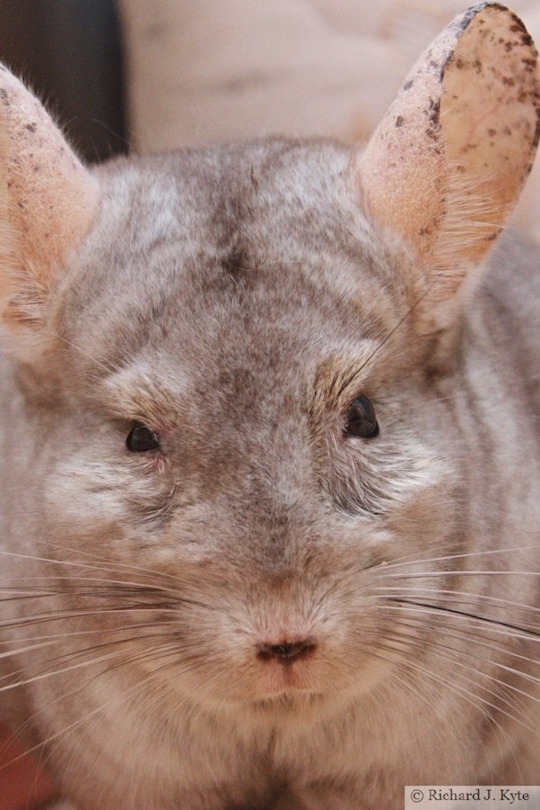 Jerry the Chinchilla