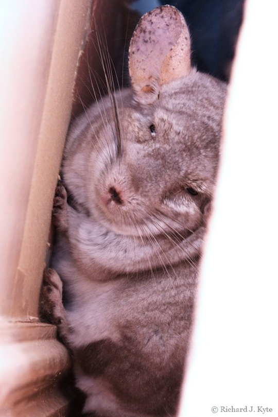 Jerry the Chinchilla