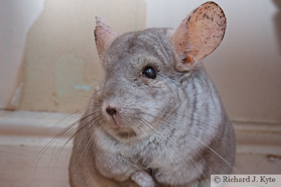 Jerry the Chinchilla