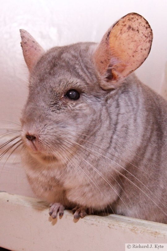Jerry the Chinchilla