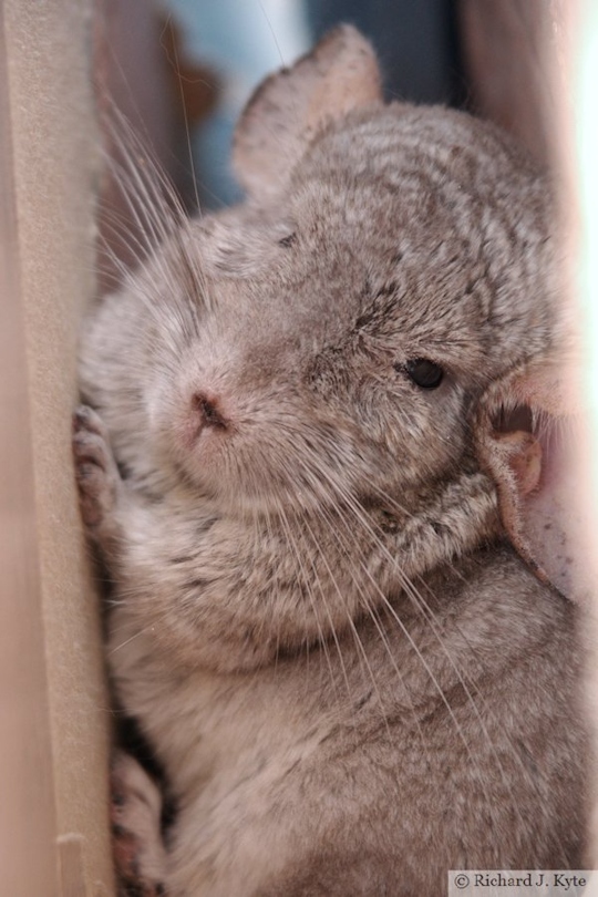 Jerry the Chinchilla