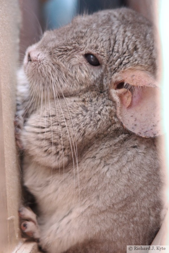 Jerry the Chinchilla
