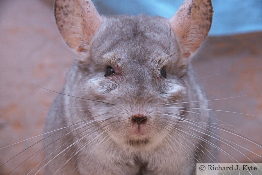 Jerry the Chinchilla