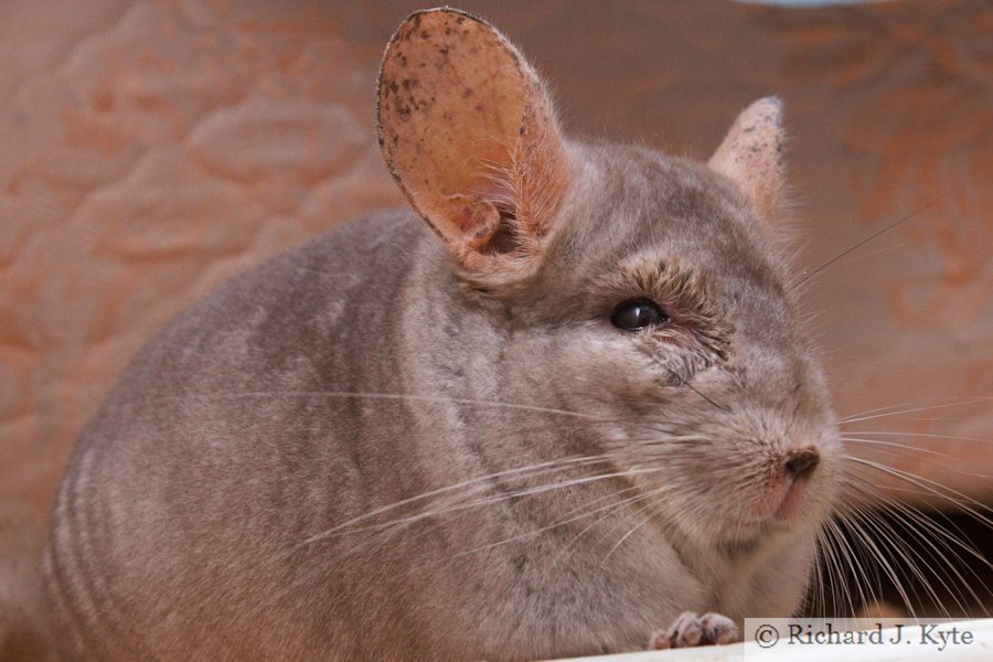 Jerry the Chinchilla