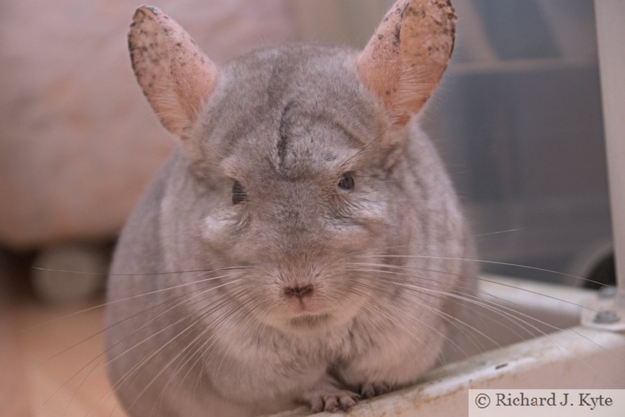 Jerry the Chinchilla