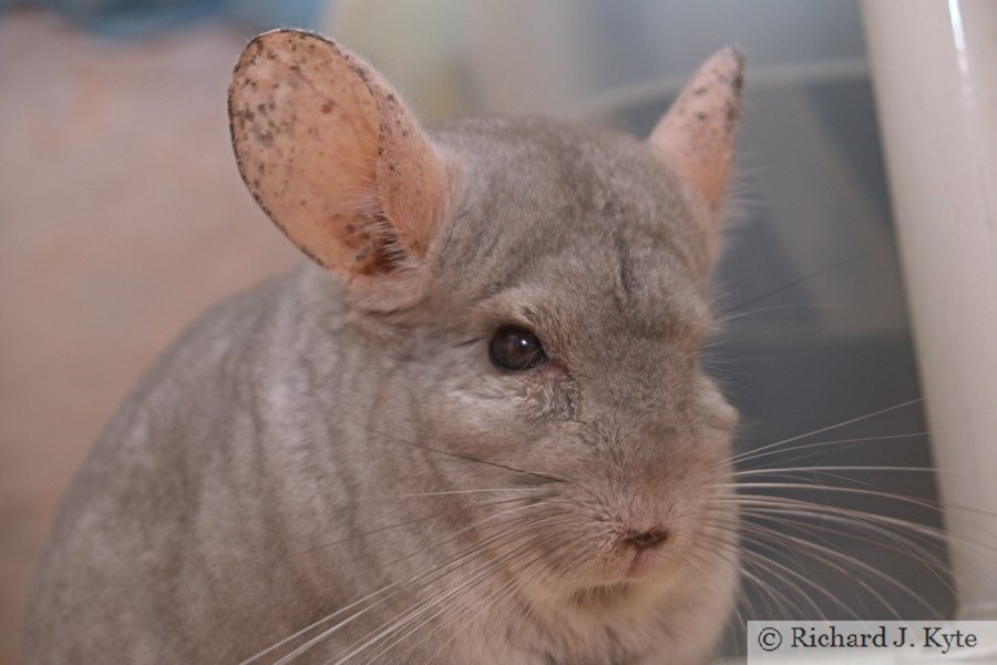 Jerry the Chinchilla