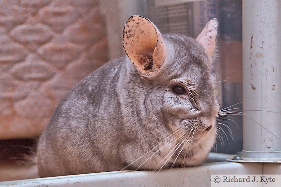 Jerry the Chinchilla