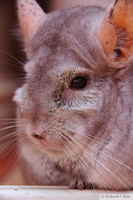 Jerry the Chinchilla