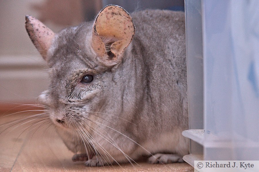 Jerry the Chinchilla