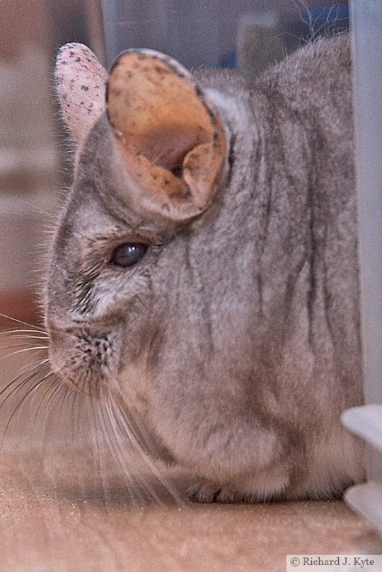 Jerry the Chinchilla