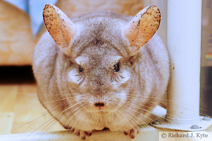 Jerry the Chinchilla