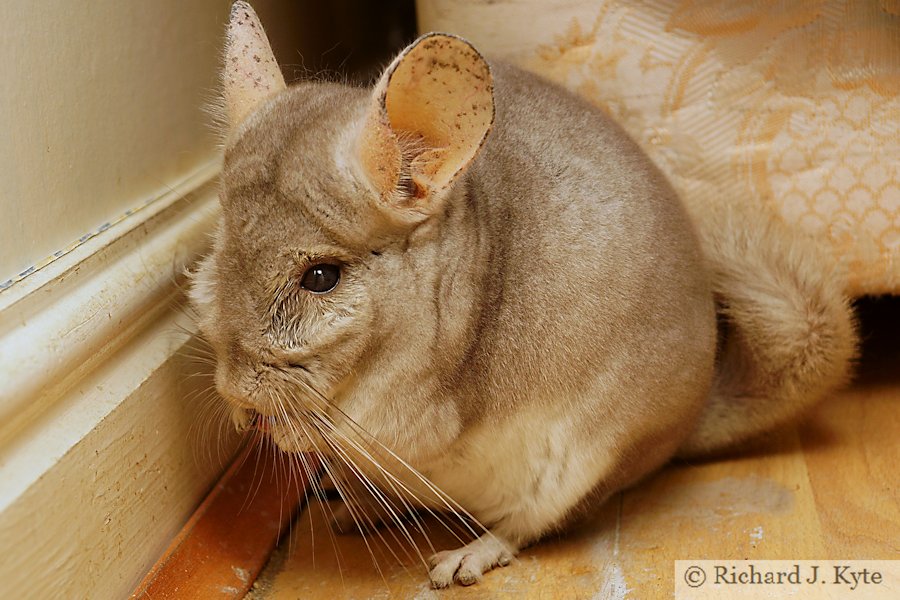 Jerry the Chinchilla eats a raisin