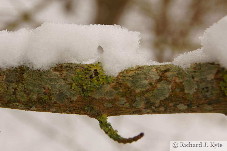 Branch, Eove's Wood, Hampton Evesham, Worcestershire