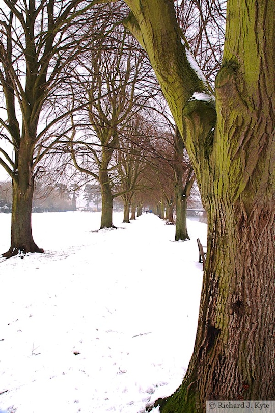 Tree Avenue, Corporation Meadow, Evesham, Worcestershire