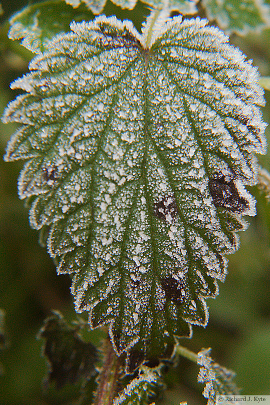 Wintery Leaf, Sandy's Path, Evesham, Worcestershire