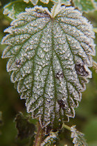 Click to see expanded image
