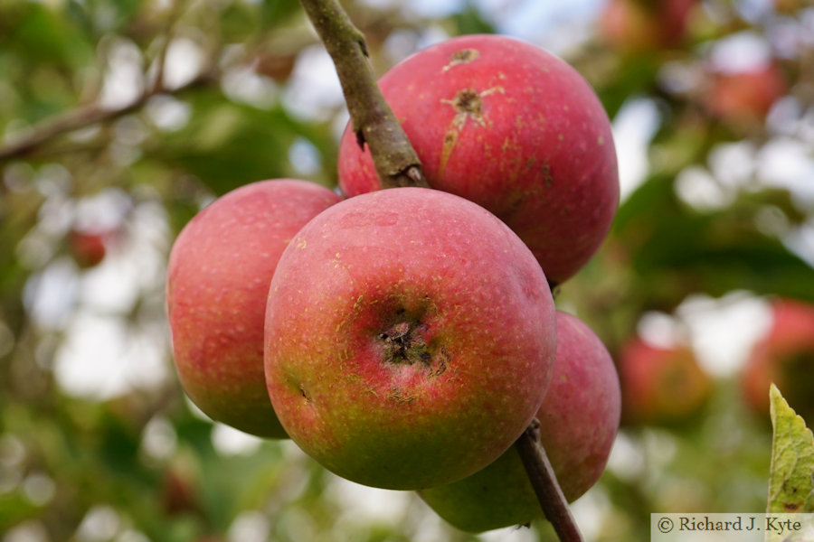 Apples in an Orchard, Warwickshire