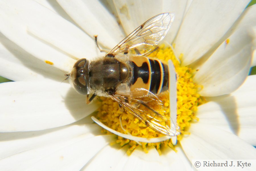 Bee, Lacock Abbey