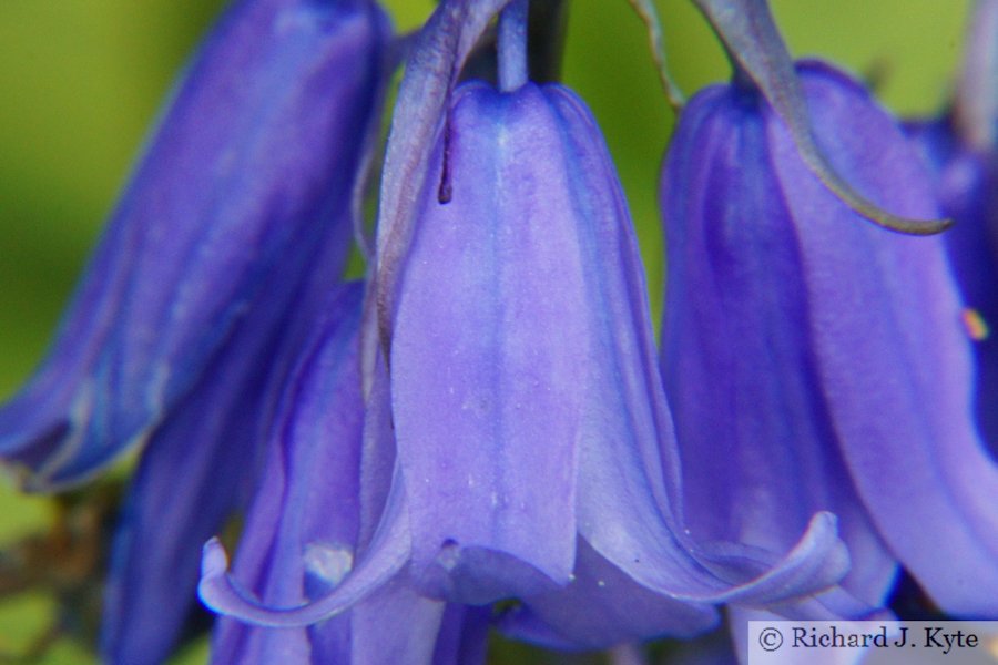 Bluebells, Cropthorne Walkabout 2012