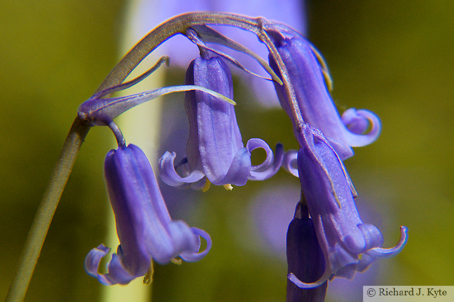 Bluebells, Warwickshire