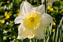 Click to see expanded image