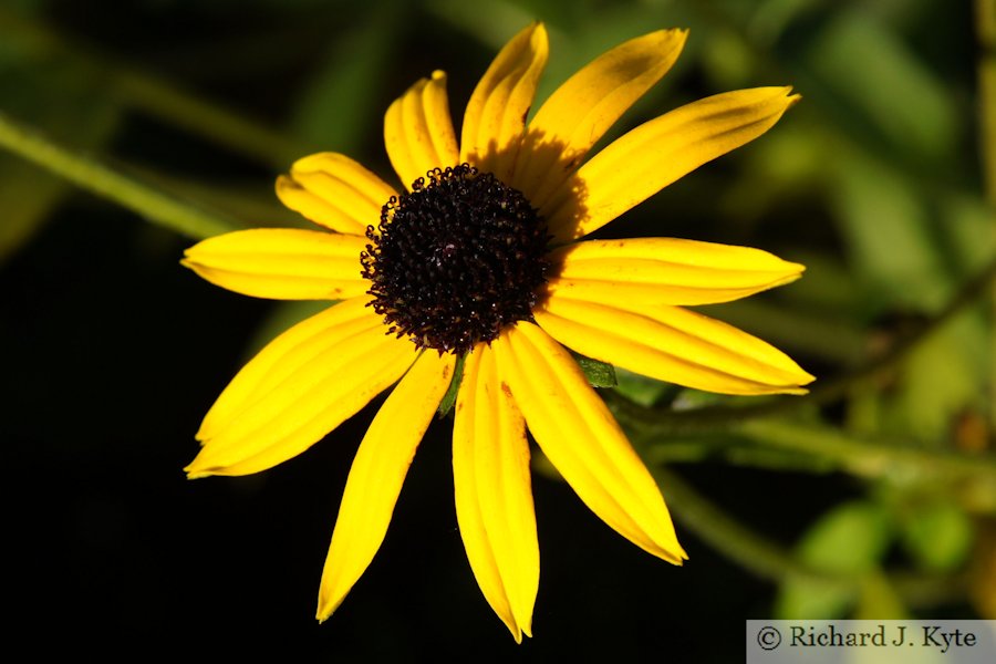 Yellow Daisy, Charlecote Park, Warwickshire