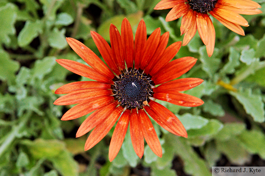 African Daisy, Conwy