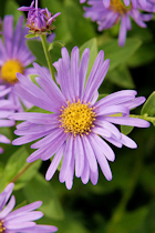Click to see expanded image