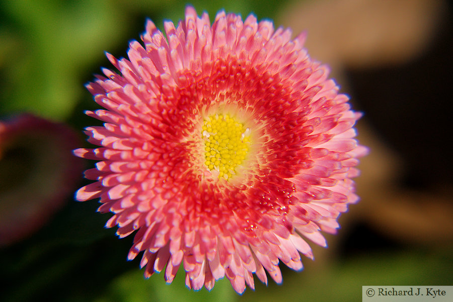 Red Perennial Daisy, Abbey Park, Evesham, Worcestershire