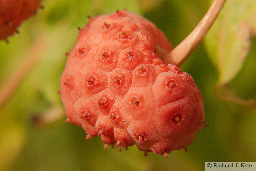 Dogwood Tree Berry, Shropshire