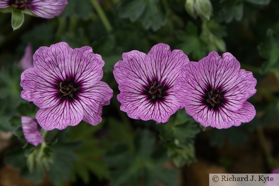 Geranium cinereum, Hidcote Manor Garden, Gloucestershire