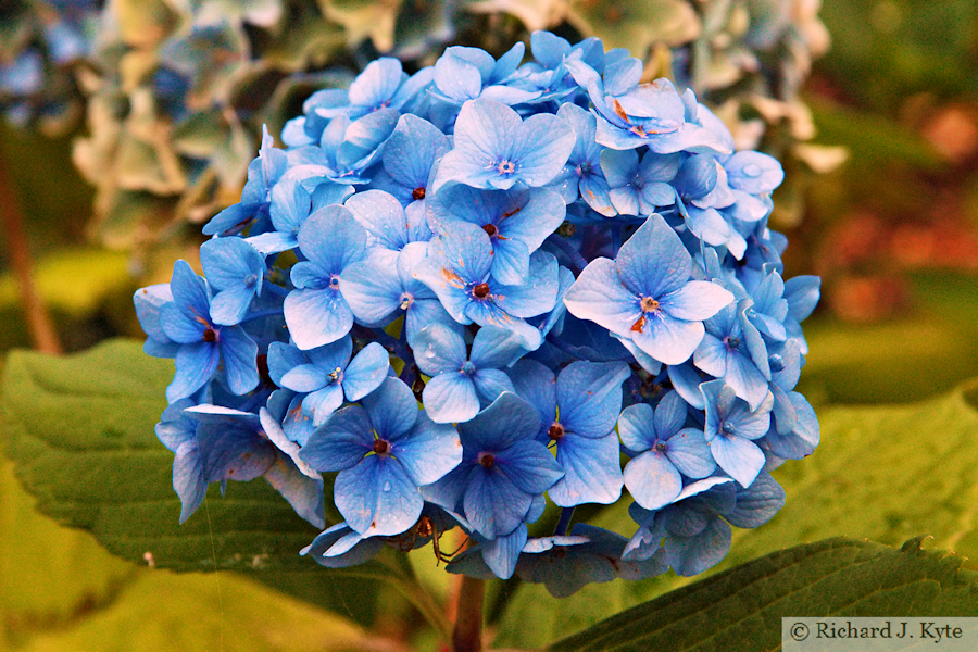 Blue Hydrangea, Conwy
