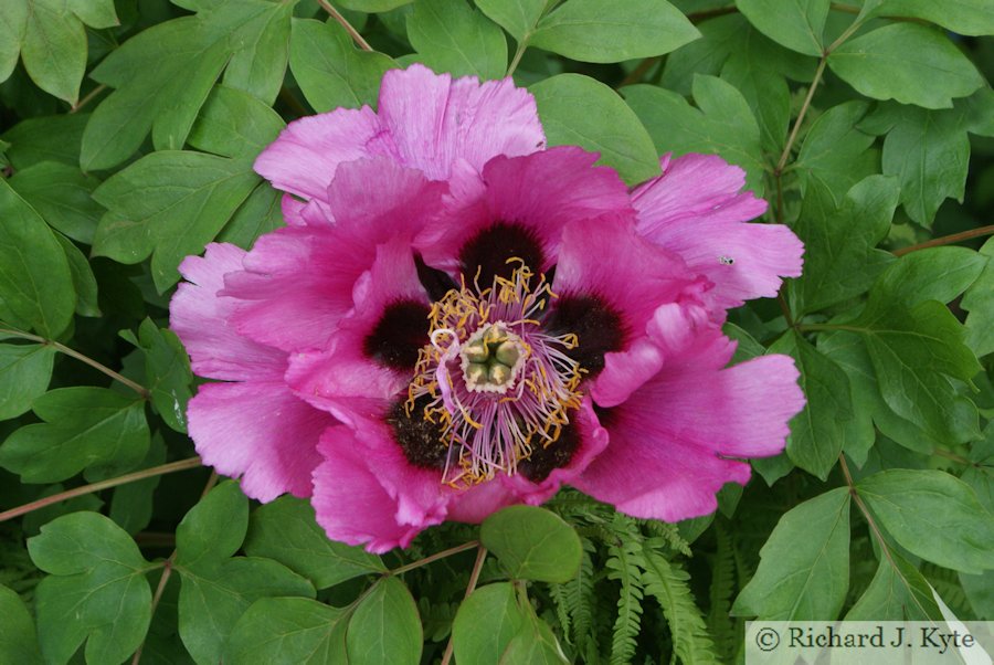 Oriental Poppy, Hidcote Manor Garden, Gloucestershire