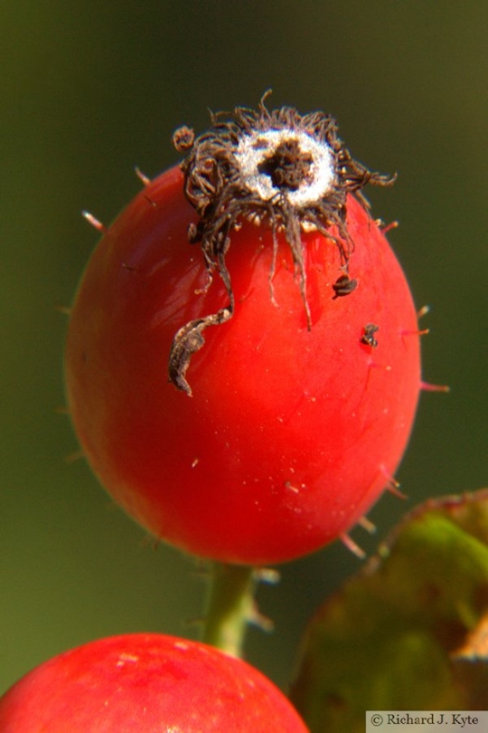 Rosehip, Lacock Abbey, Wiltshire