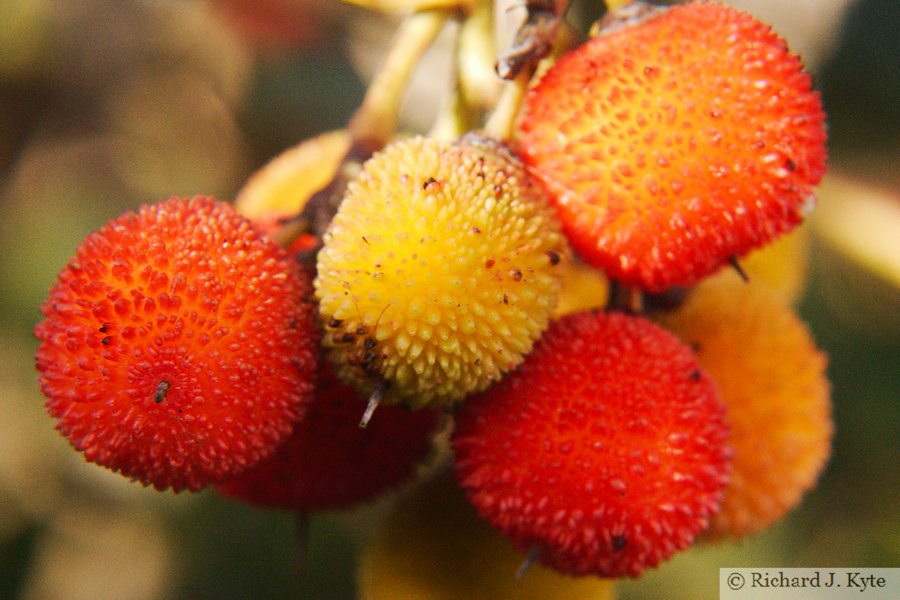 Strawberry Tree Berries, Evesham, Worcestershire