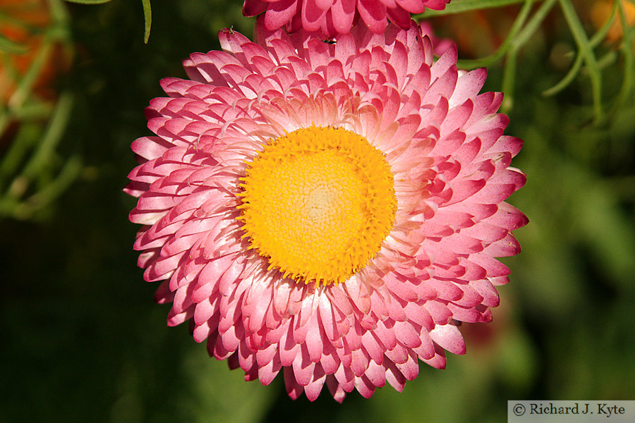 Strawflower (Helichrysum bracteatum Silvery Rose), Worcestershire