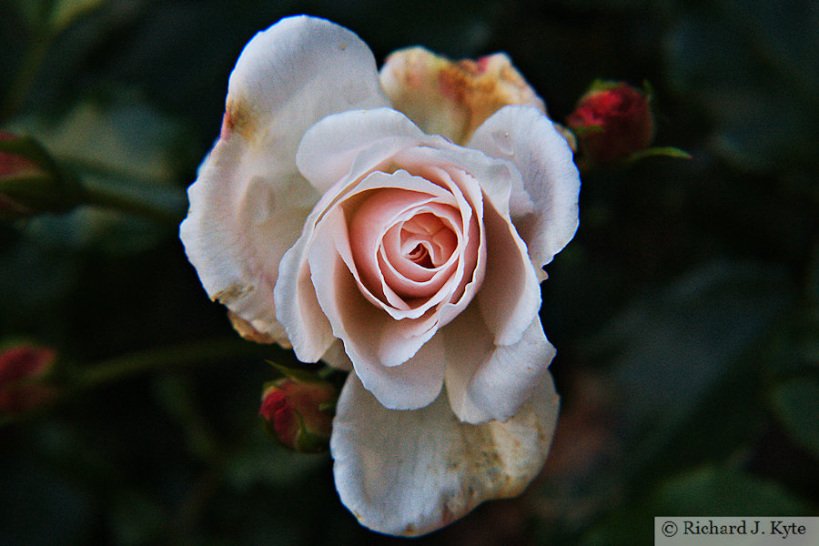 Hybrid Tea Rose, Evesham, Worcestershire