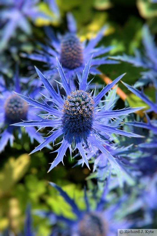 Blue Thistle, Fladbury Walkabout 2013, Worcestershire