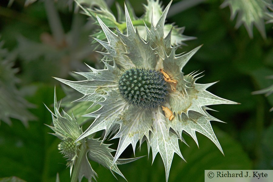 Silver Thistle, Fladbury Walkabout 2016, Worcestershire