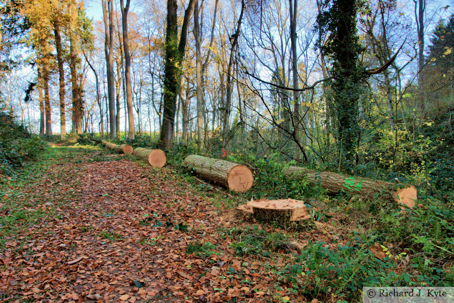 Forest Trail, Brockhampton Estate, Herefordshire