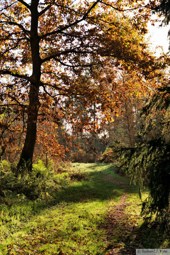 Forest Trail, Brockhampton Estate, Herefordshire