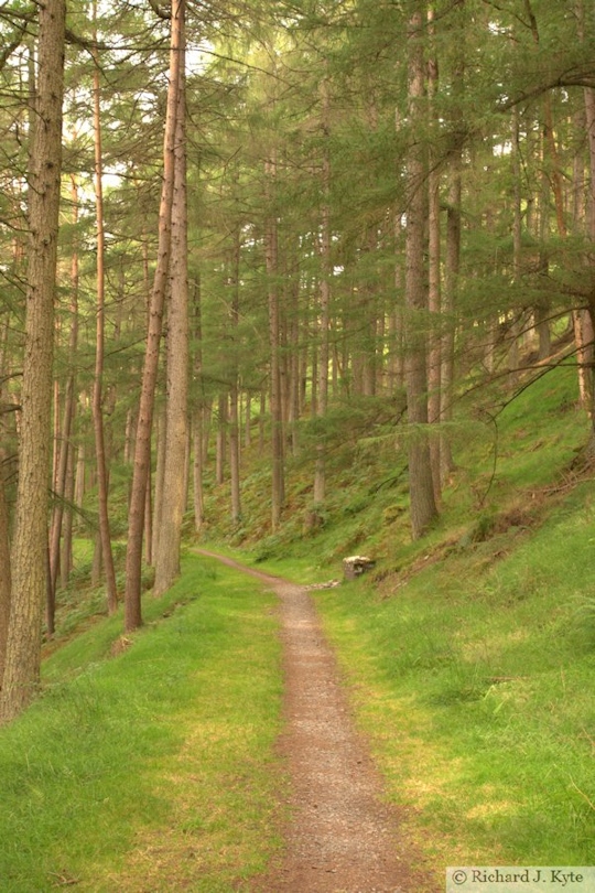 Tree Avenue, Garreg-ddu Reservoir, The Elan Valley, Powys, Wales Tree Avenue, Garreg-ddu Reservoir, The Elan Valley, Powys, Wales