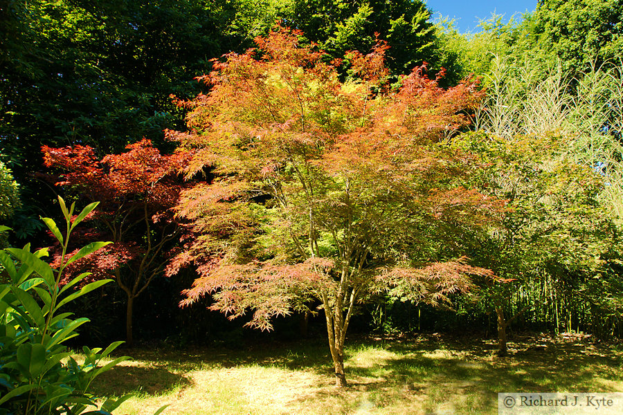 Acer Glade, Kingston Lacy, Dorset
