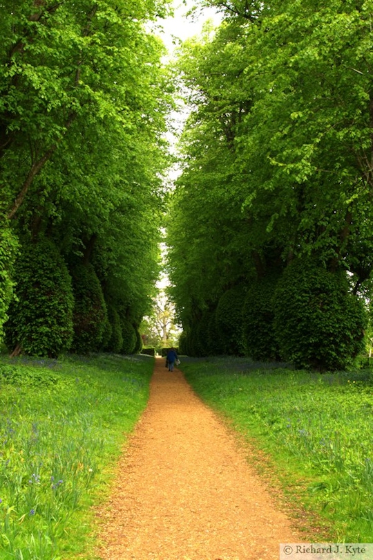Lime Avenue, Kingston Lacy, Dorset
