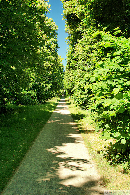 Lime Avenue, Kingston Lacy, Dorset