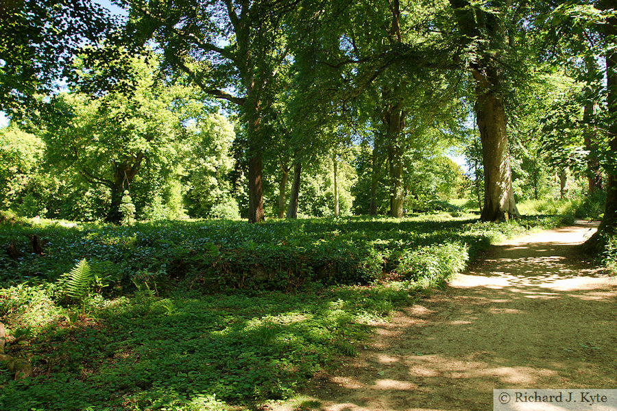 Woodland Path, Kingston Lacy House, Dorset