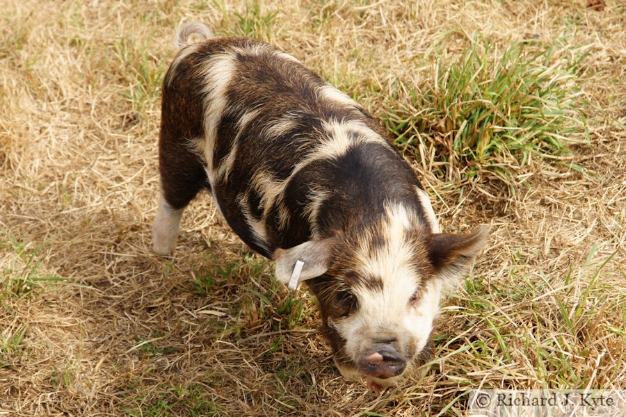 Kune Kune Piglet, Kingston Lacy, Dorset