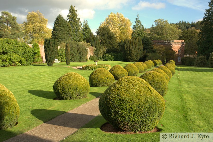 The Golden Yew Avenue, Berrington Hall, Herefordshire