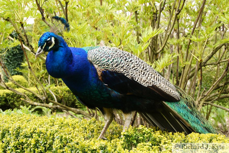Peacock in the Walled Garden, Newark Park, Gloucestershire