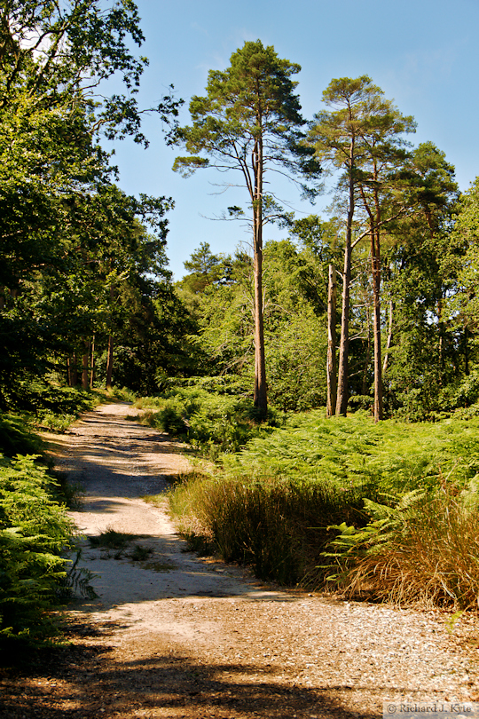 Path, Brownsea Island, Dorset